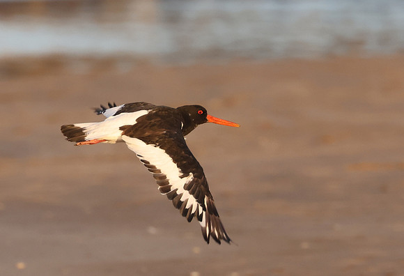 Eurasian Oystercatcher - St Andrews, Scotland