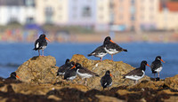 Eurasian Oystercatcher - St Andrews, Scotland