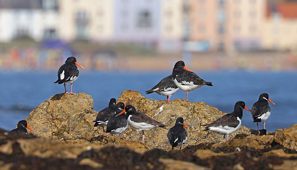 Eurasian Oystercatcher - St Andrews, Scotland
