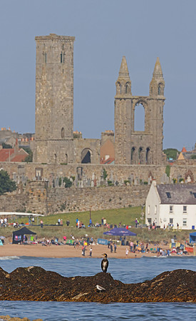 Great Cormorant - St Andrews, Scotland