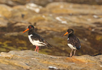 Eurasian Oystercatcher - St Andrews, Scotland
