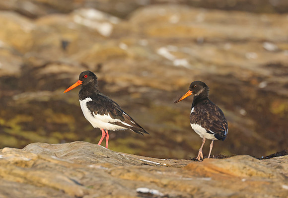 Eurasian Oystercatcher - St Andrews, Scotland