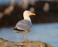 Herring Gull - St Andrews, Scotland