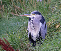 Grey Heron