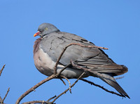 Common Wood Pigeon - St Andrews, Scotland