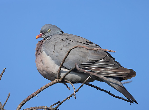 Common Wood Pigeon - St Andrews, Scotland