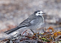 White Wagtail - St Andrews, Scotland