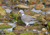 Common Wood Pigeon