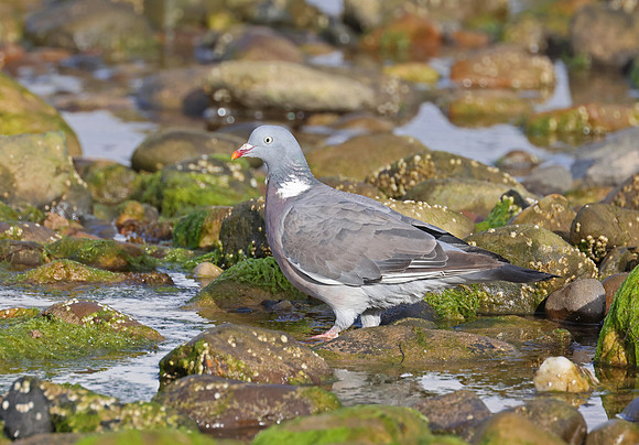 Common Wood Pigeon - St Andrews, Scotland