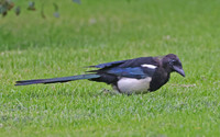 Eurasian Magpie - St Andrews Scotland