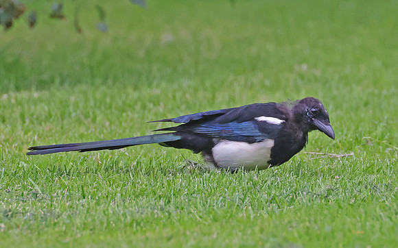 Eurasian Magpie - St Andrews Scotland