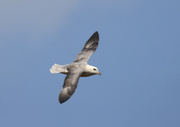 Northern Fulmar - St Andrews, Scotland