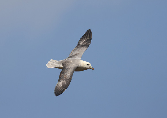 Northern Fulmar - St Andrews, Scotland