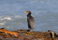 Great Cormorant - St Andrews, Scotland