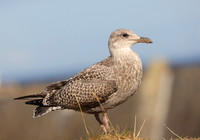 Herring Gull - St Andrews, Scotland