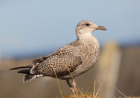 Herring Gull - St Andrews, Scotland