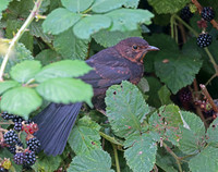 Common Blackbird