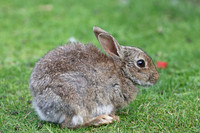 Eurasian Rabbit