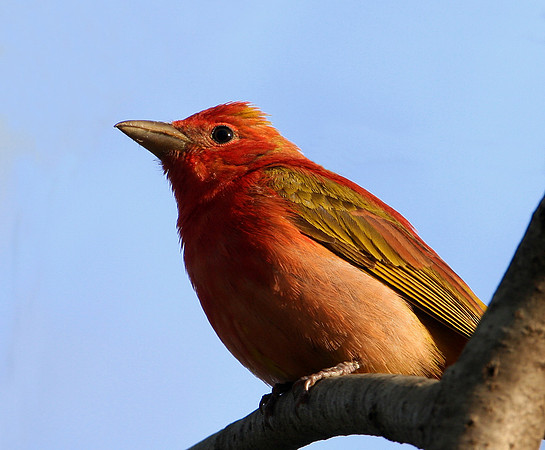 Summer Tanager