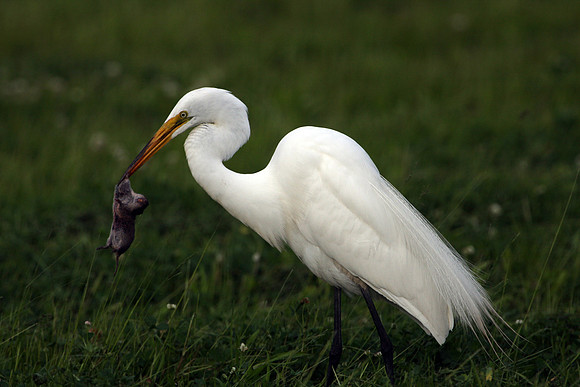 Great Egret with vole