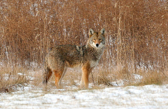 Coyote