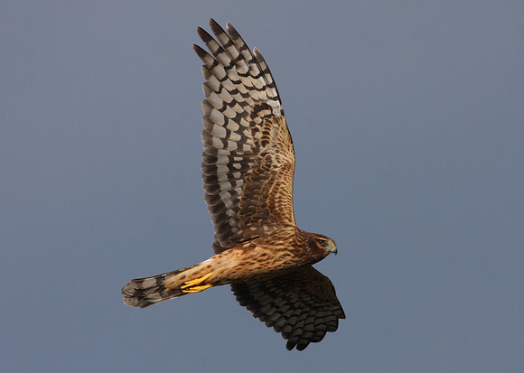 Northern Harrier Anahuac NWR, Texas