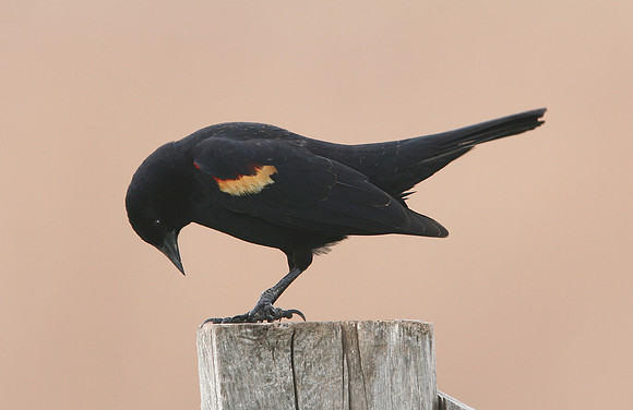 Red-winged Blackbird