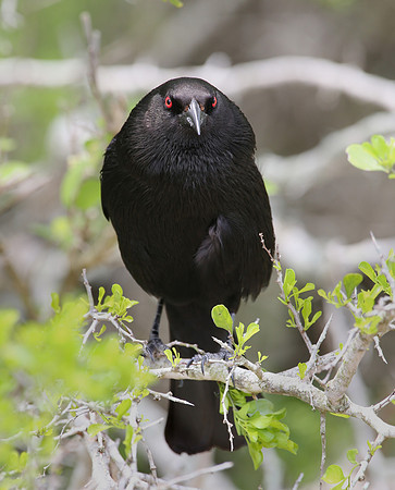 Bronzed Cowbird Laguna Atascosa National Wildlife Refuge, Texas
