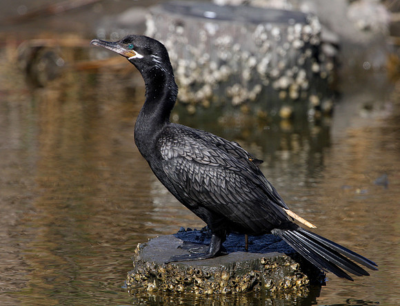 Neotropic Cormorant