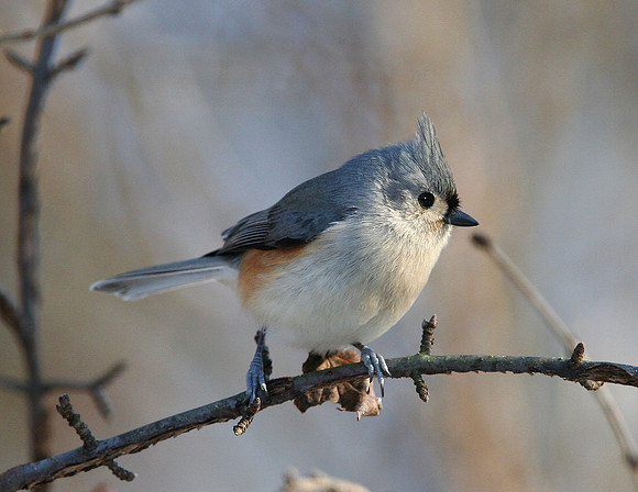 Tufted Titmouse