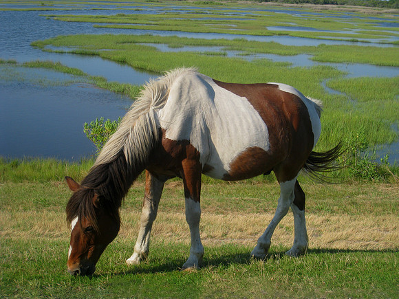 Horses of Assateague Island