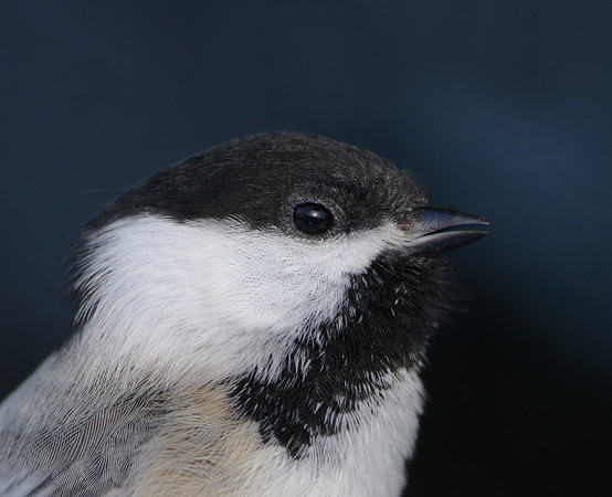 Black-capped Chickadee