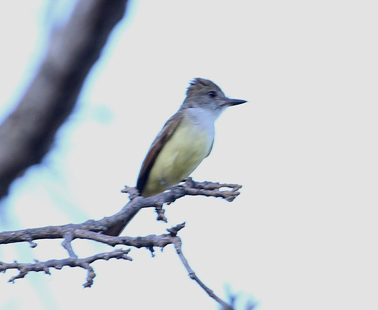 Brown-crested Flycatcher - Casa Solimar, Costa Rica