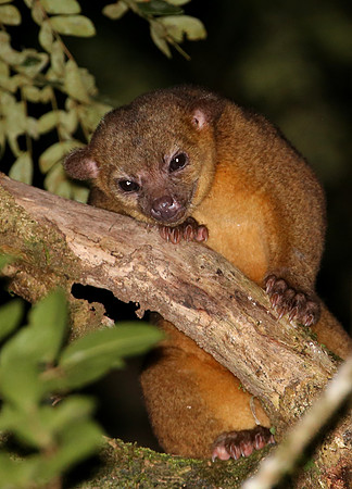 Kinkajou - Selva Verde, Costa Rica
