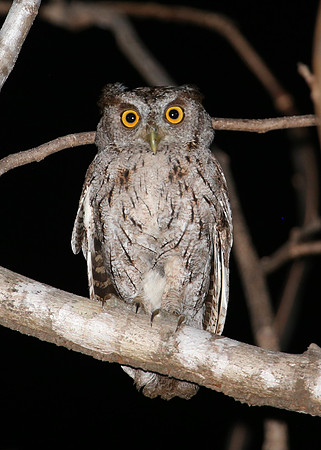 Pacific Screech-Owl - Casa Solimar, Costa Rica