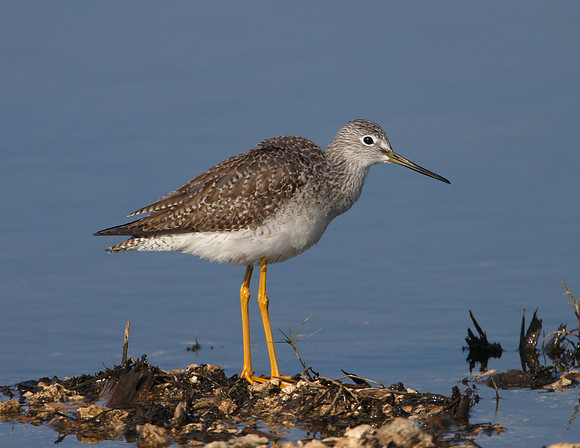 Greater Yellowlegs