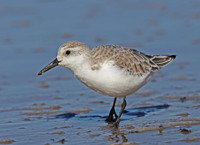 Sanderling - Oxnard Harbor, California