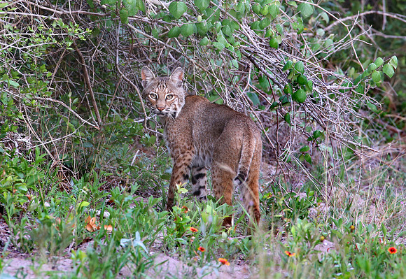 Bobcat - Aransas National Wildlife Refuge, Texas