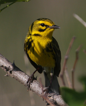 Prairie Warbler - Braidwood IL