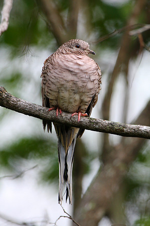 Inca Dove