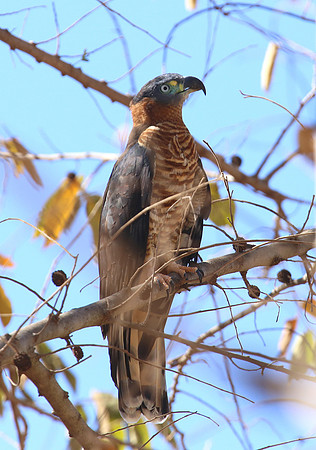 Hook-billed Kite - Costa Rica