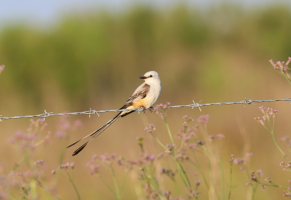 Scissor-tailed Flycatcher - Anahuac, NWR - Texas