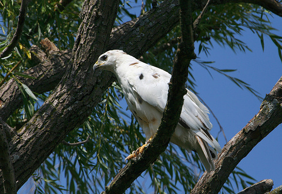 Red-Tailed Hawk (Albino/Leucistic/Piebald)