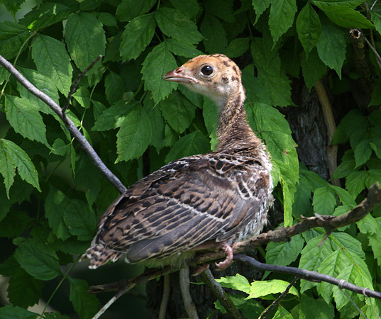Wild Turkey