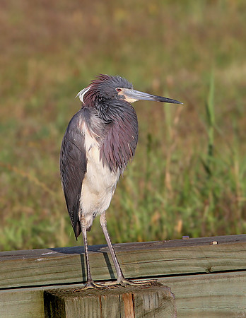 Tri-colored Heron - Anahuac NWR, Texas