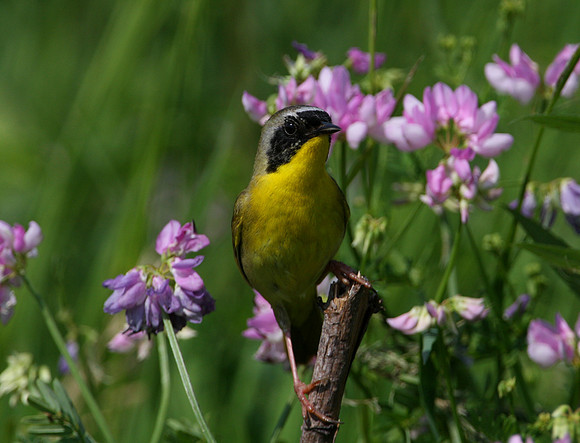 Common Yellowthroat
