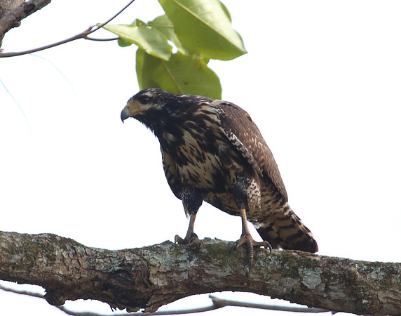 Common Black Hawk - Costa Rica