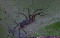 Grass Spider (Funnel Web Weaver) (SPP?)