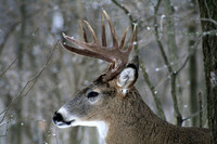 White-tail Deer 10 Point Side View