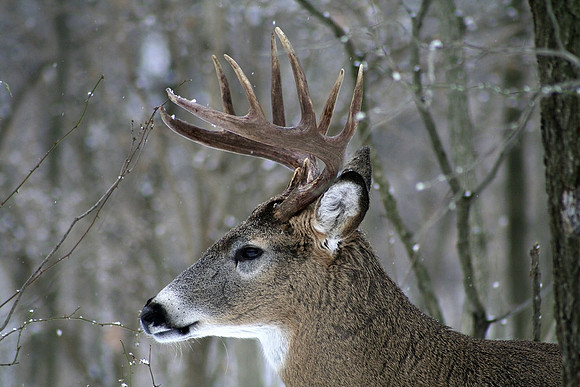 White-tail Deer 10 Point Side View